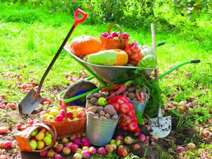 Августовские работы и заботы в саду и огороде