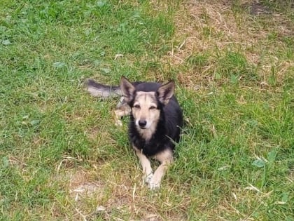 10 июля в Таганроге начнется бесплатная вакцинация животных