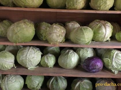 Храним капусту без болезней