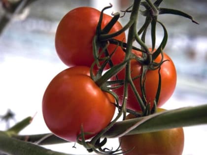 Ошибки дачников: как не разочароваться в урожае