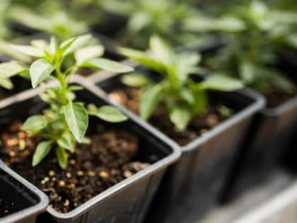Специалист поделился советами по подготовке ранней рассады