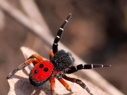 Опасная живность на черноморских курортах. Эрезус