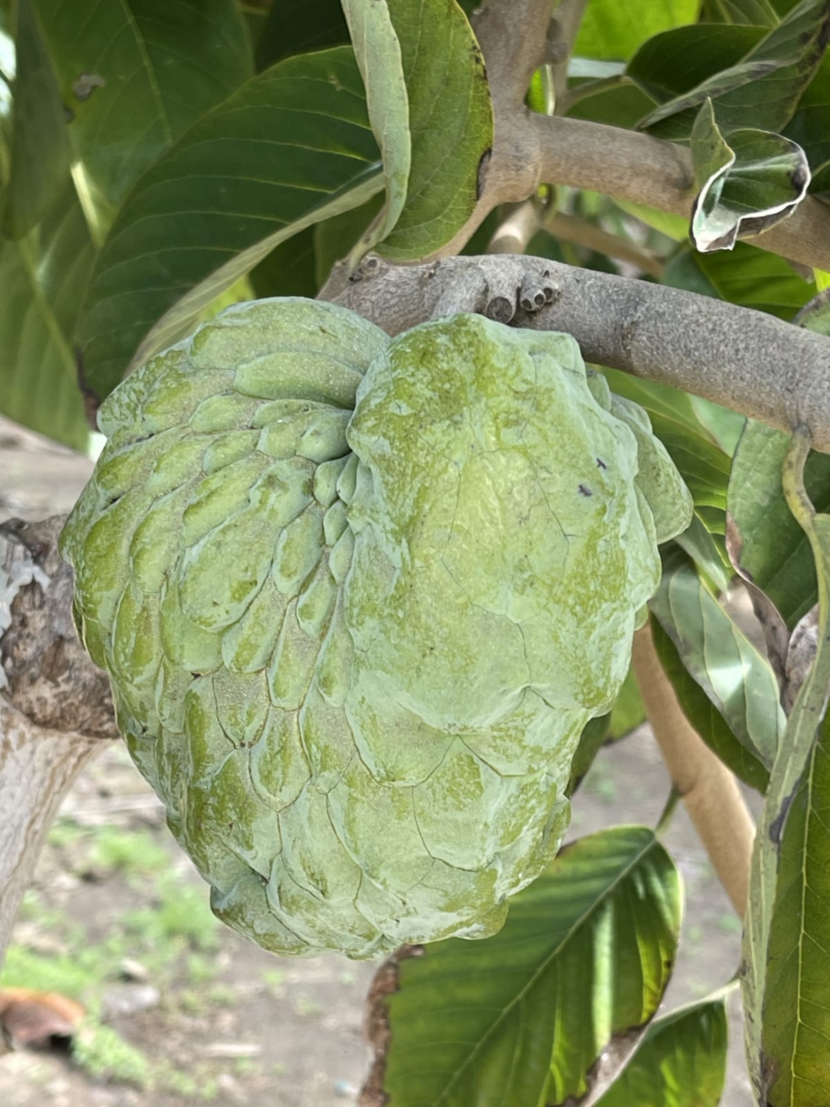 Atemoya