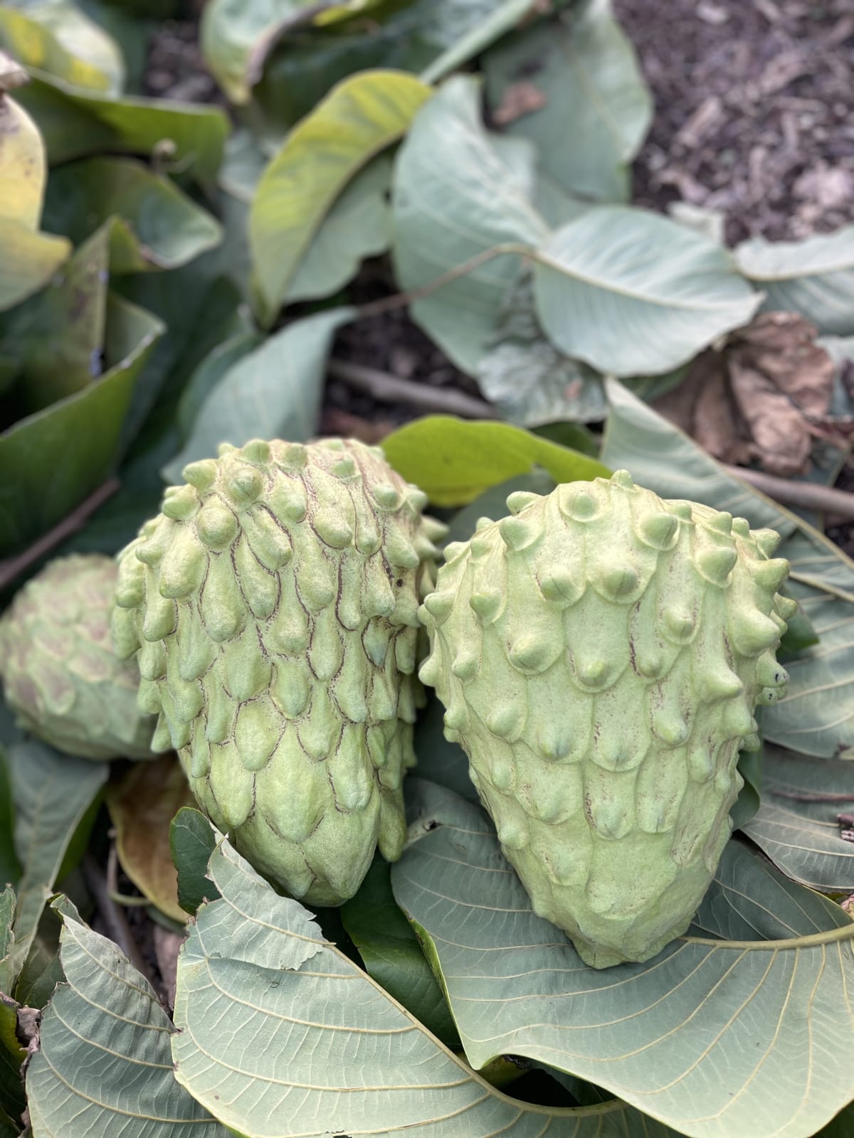 Cherimoya