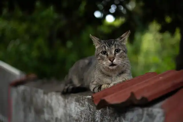 Katze auf der Mauer