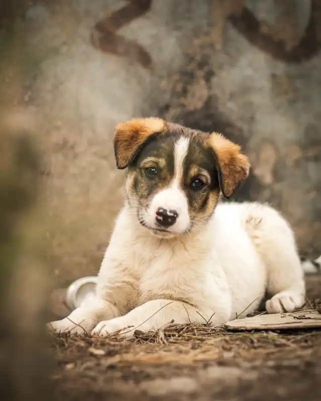 Straßenhund in Istanbul