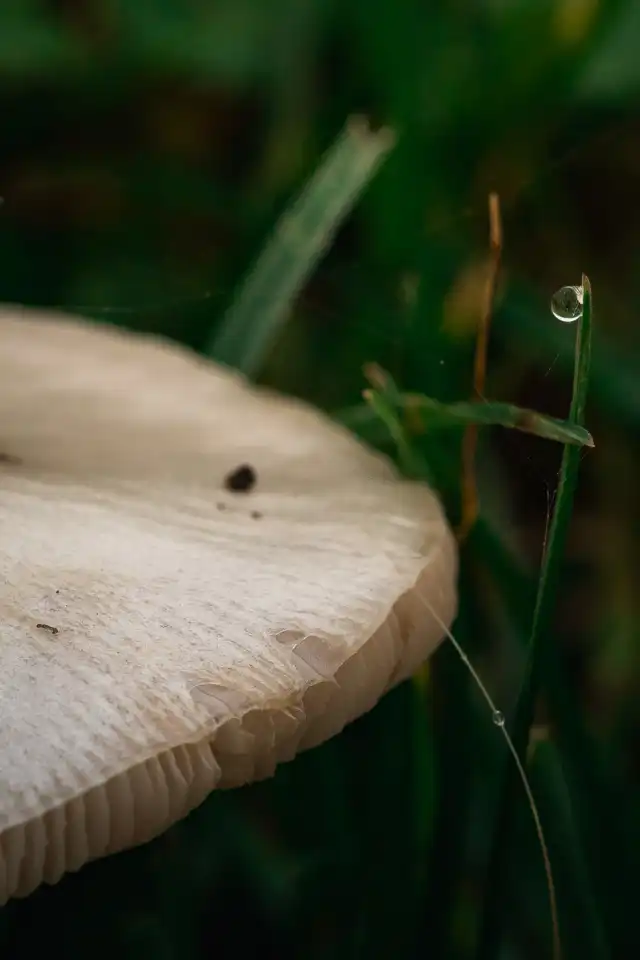 Steinpilz und Fäden