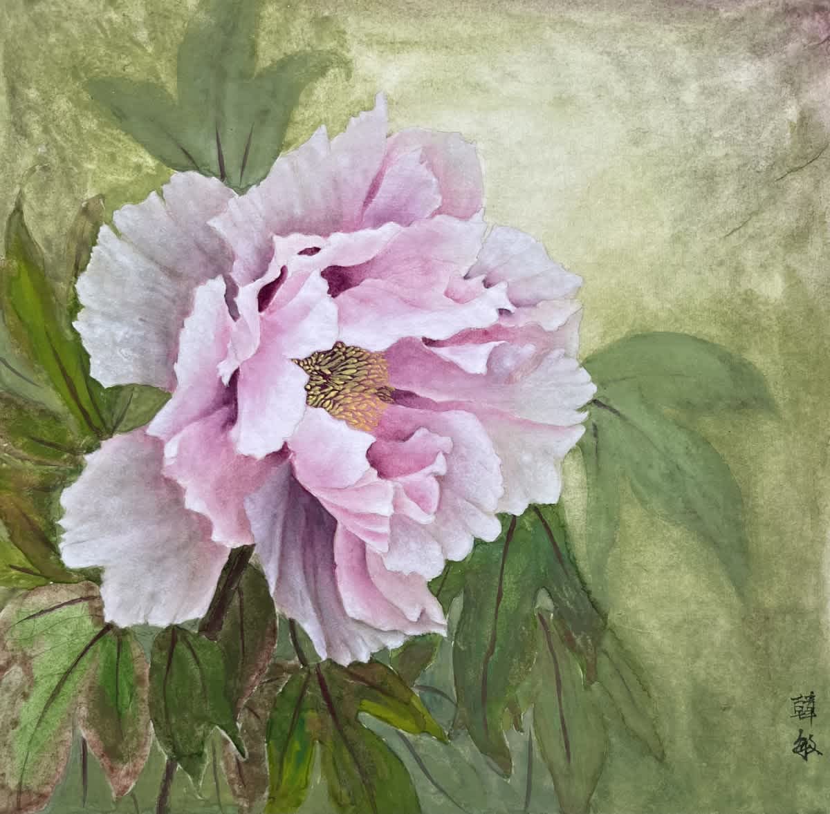 Pink peony