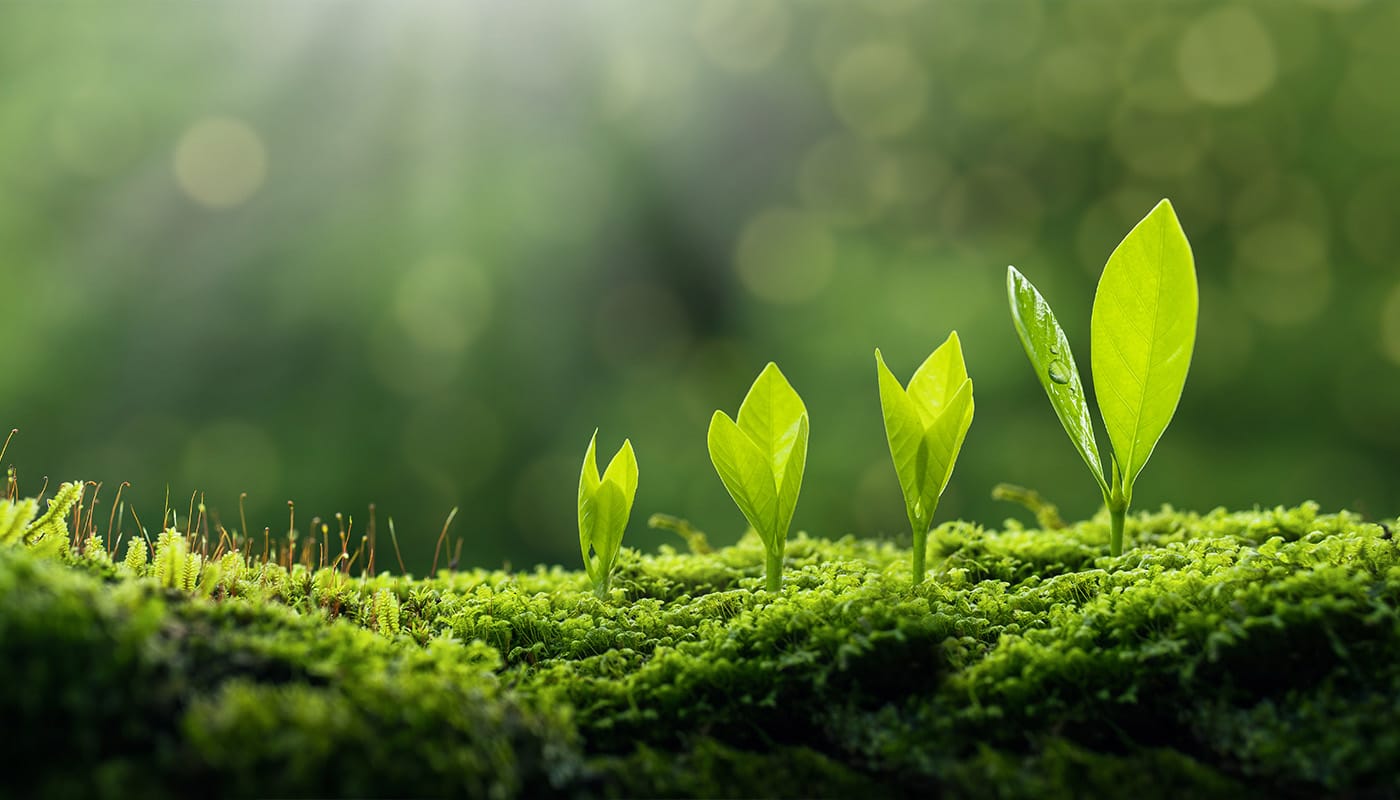 Sustainability section image