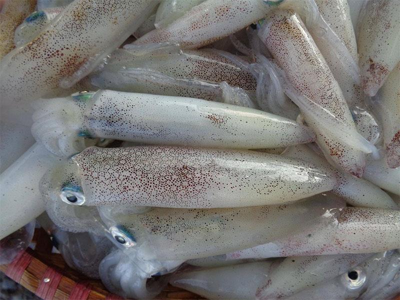 Mực