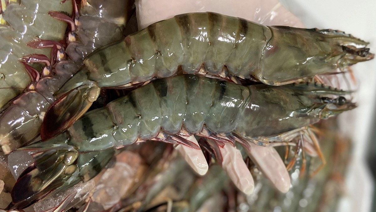Tôm tươi 500g