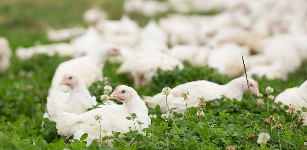 Real Food Hub - More Ethical