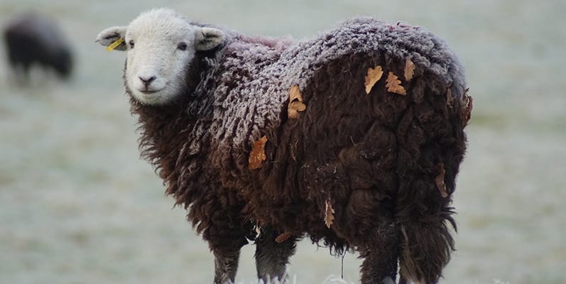 Herwick Lamb & Mutton - Heritage Breed Meat