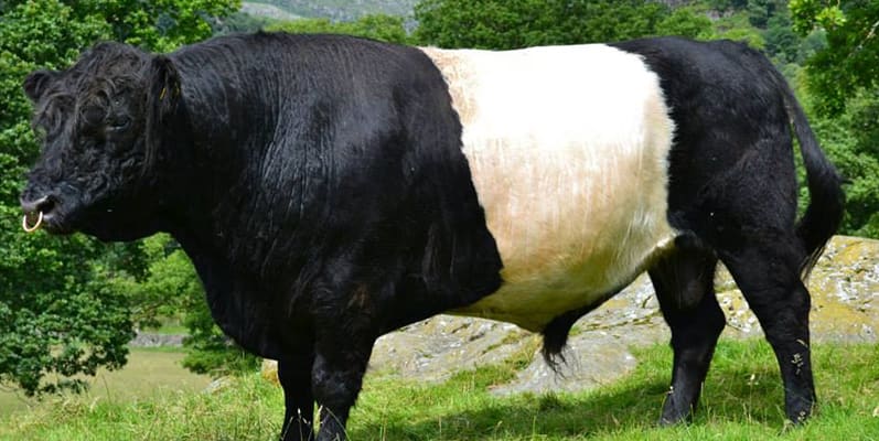 Belted Galloway Beef - Heritage Breed Meat