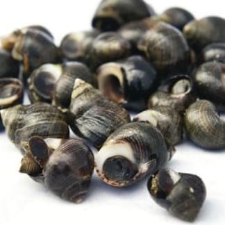 Periwinkles (cooked) 500g