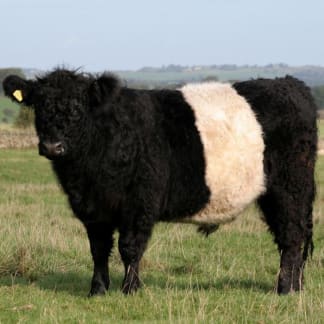 Belted Galloway – Dry Aged Sirloin Steak