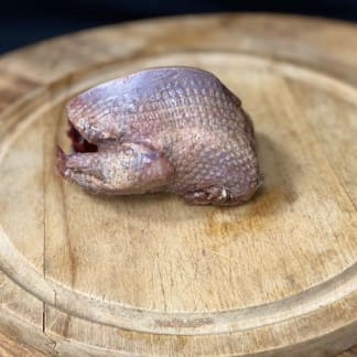 Wild Wood Pigeon
