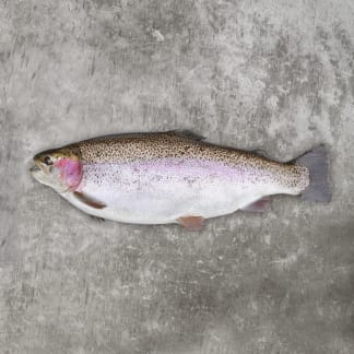 'The Gleamer' - A Large Chalkstream® Trout