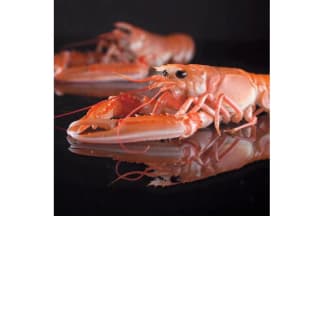 Jumbo Langoustines (raw)