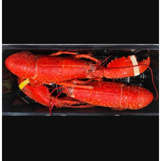 One Claw Cooked Lobsters ( Pack of 2)