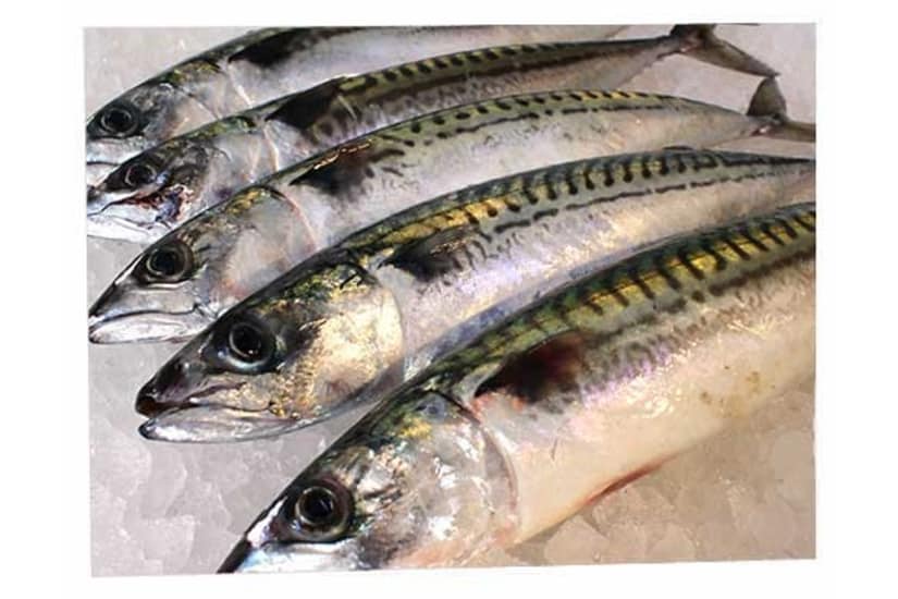 Fresh Line Caught Mackerel (1Kg)