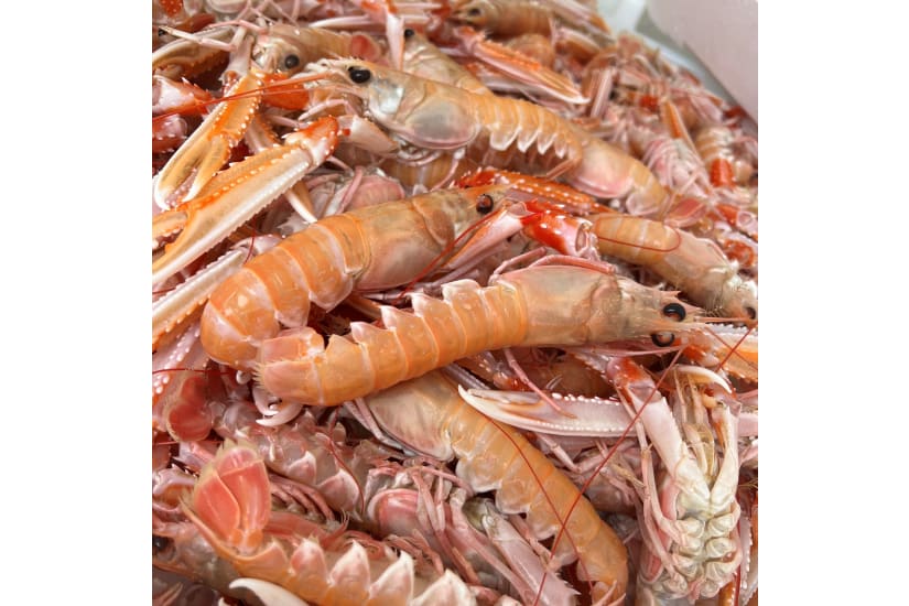 Langoustine - Scottish Caught 