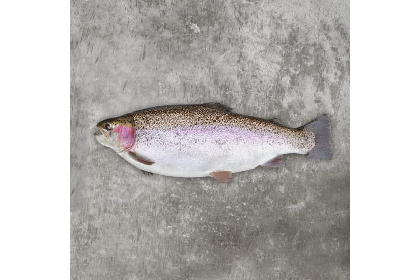 'The Gleamer' - A Large Chalkstream® Trout