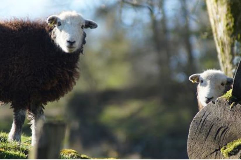 Herdwick Hogget Liver