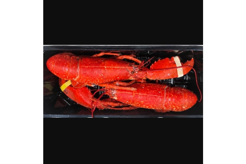One Claw Cooked Lobsters ( Pack of 2)