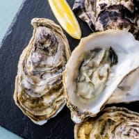 Oysters