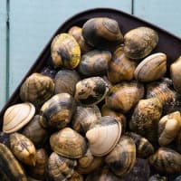 Wild Clams