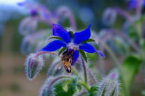 Northumberland Honey