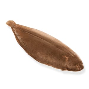 Whole Dover Sole