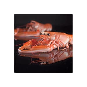 Jumbo Langoustines (raw)