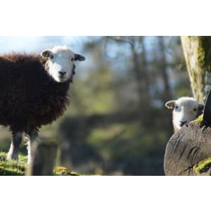 Herdwick Hogget Heart