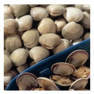 Cooked Whole Shell Clams ( 1kg 