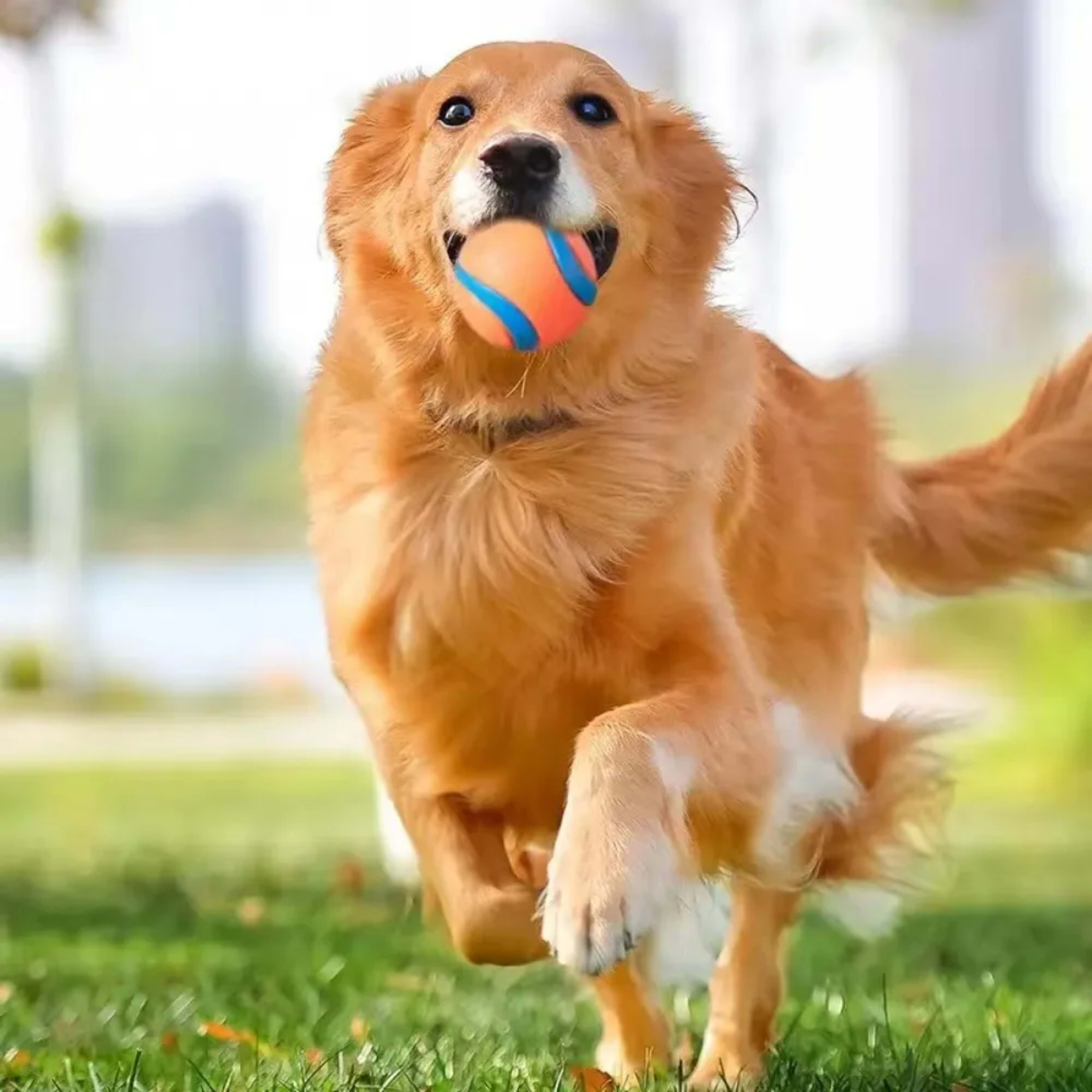 Dog Toy Ball Dog Fetch Ball Toy Tough Pet Ball Puppy Chew Toy Solid Elastic Jumping Ball Pet Accessories For Large Mediu 3