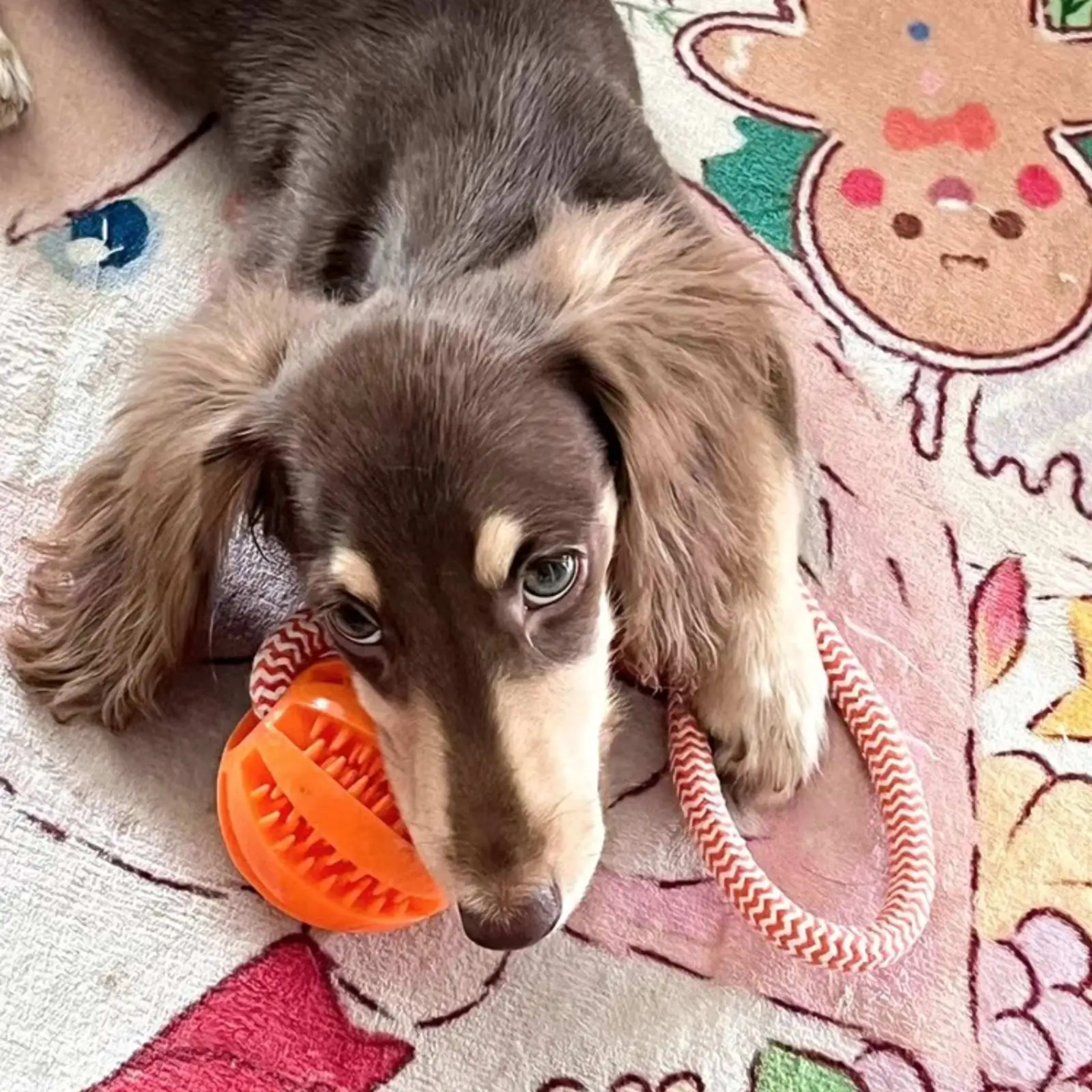 Pet Toy for Dogs, Durable Cotton Rope Hand-Held Treat-Dispensing Ball, Teeth-Cleaning and Training Interactive Puzzle To 6