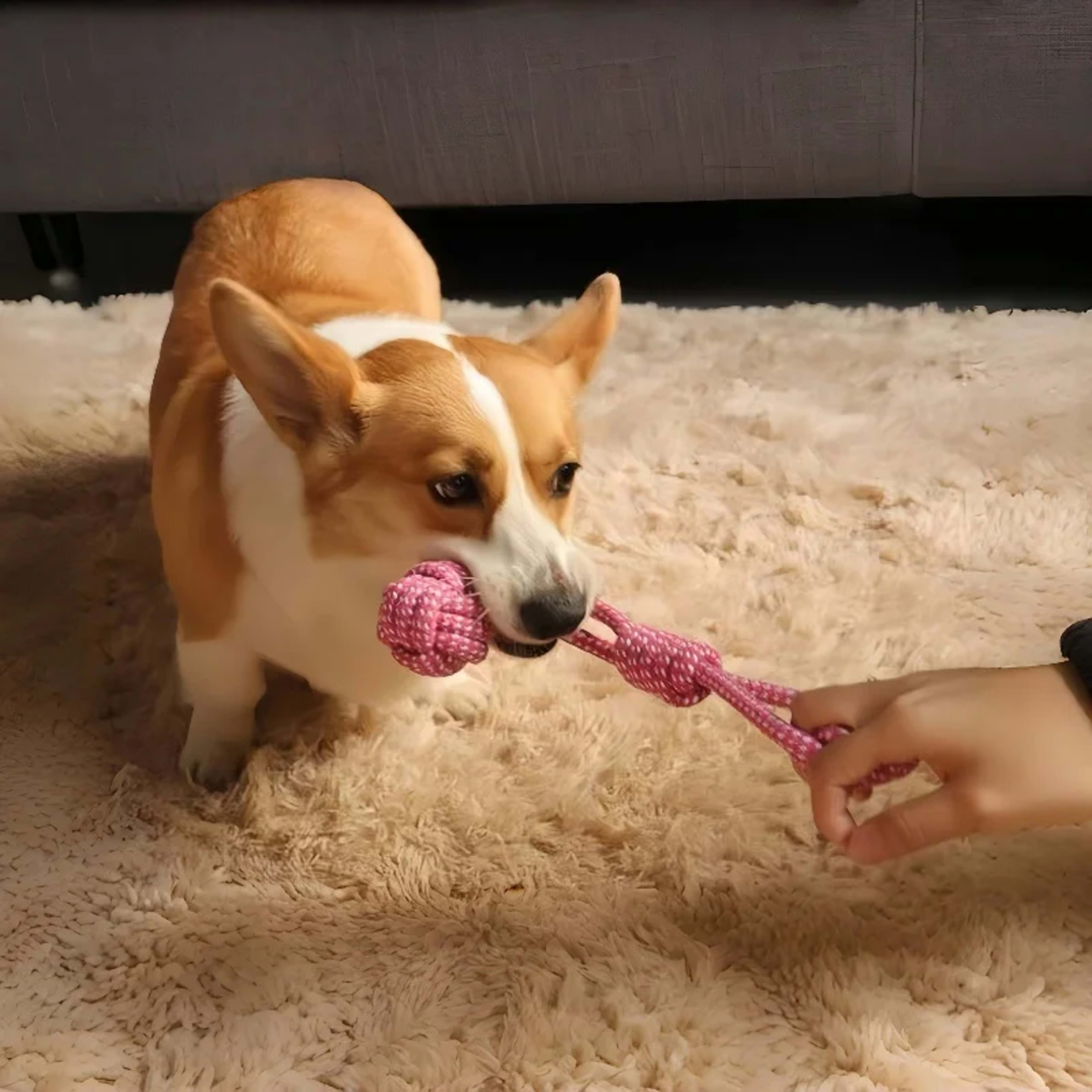 Pet Dog Toys for Large Small Dogs Toy Interactive Cotton Rope Mini Dog Toys Ball for Dogs Accessories Toothbrush Chew Pu 2