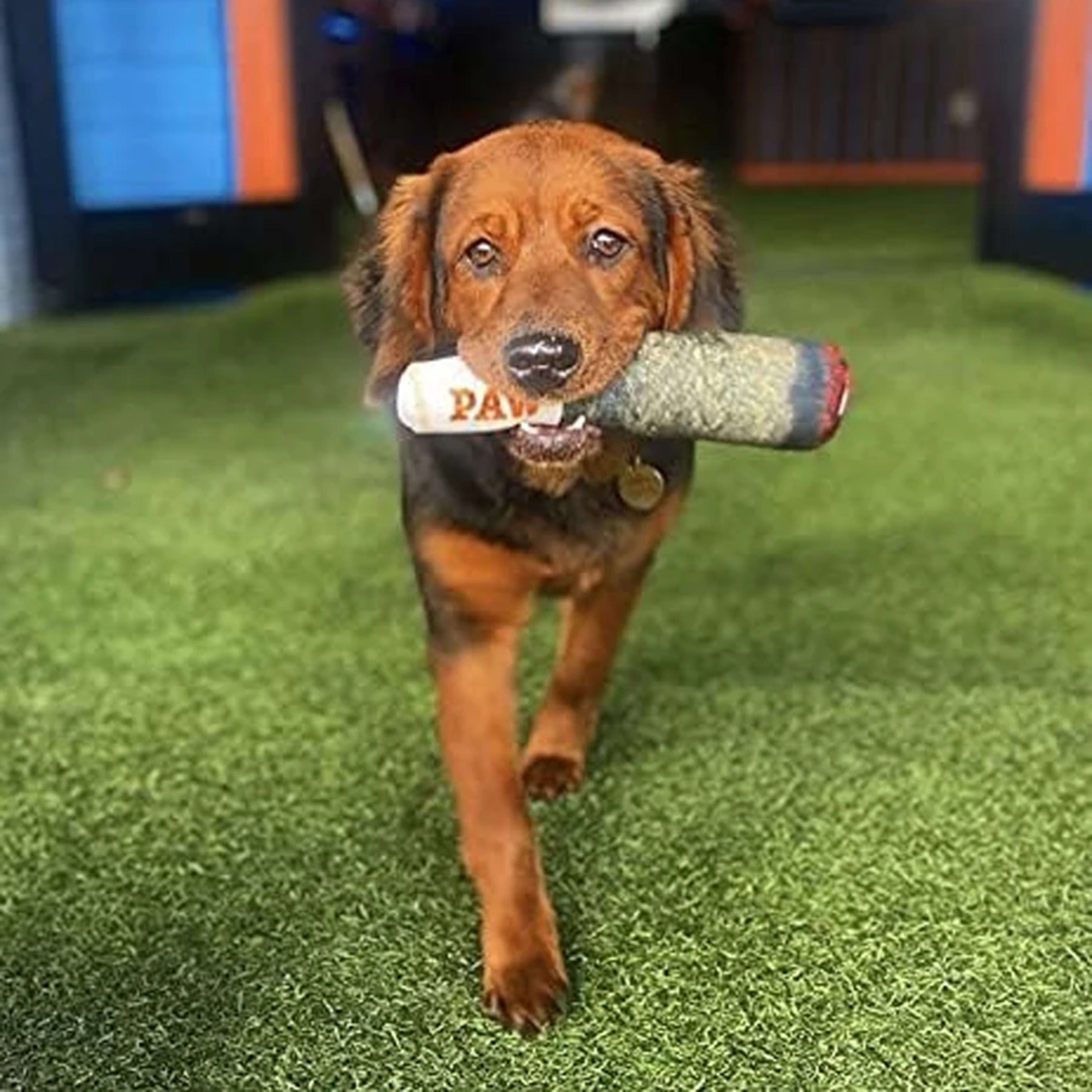 Funny Interactive Dog Toys - Cigar Design Plush Squeaky Pet Toys Grinding Teeth Creative Chew Toy For Small Medium Dog 4