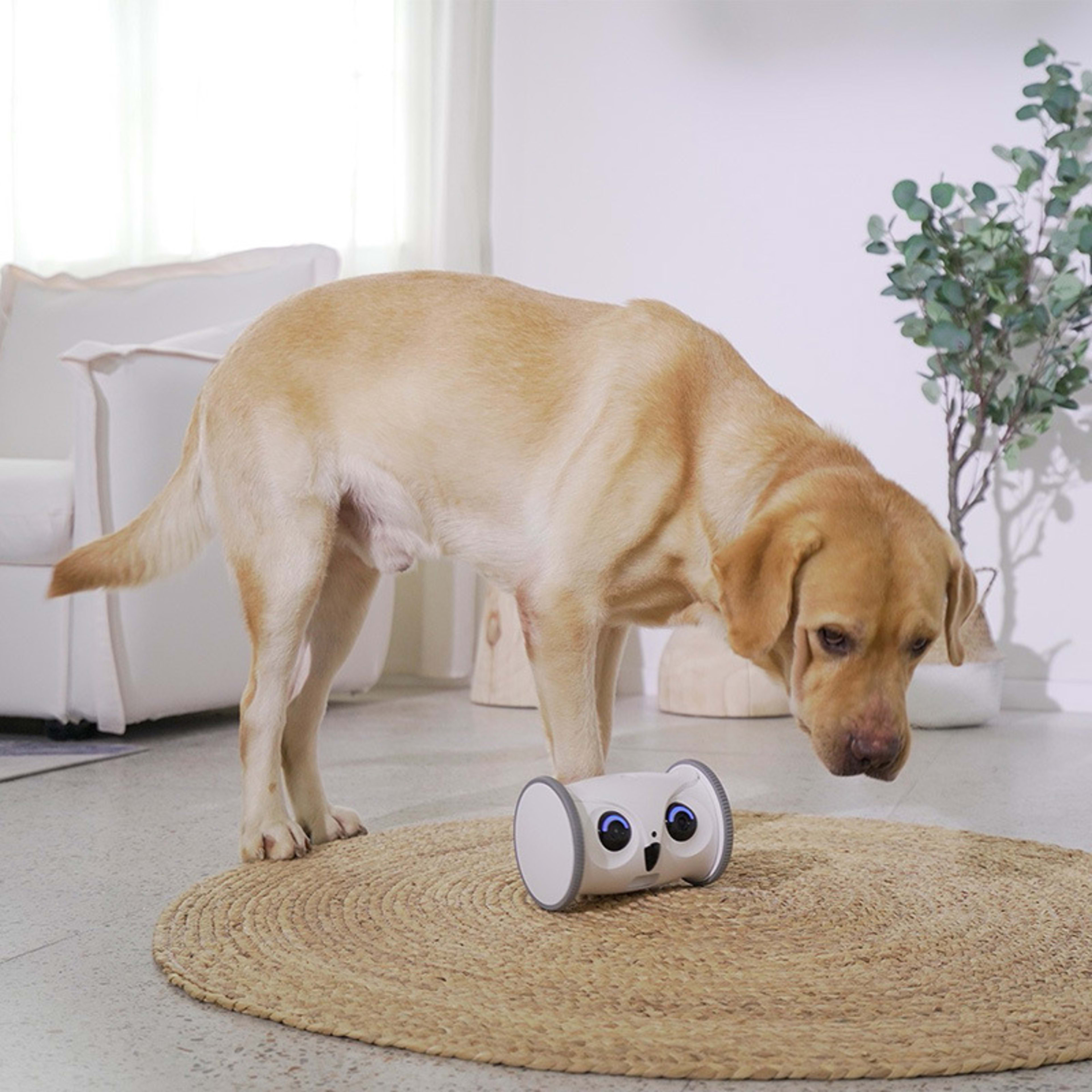Owl-shaped Dog Electric Toy With Snacks 2