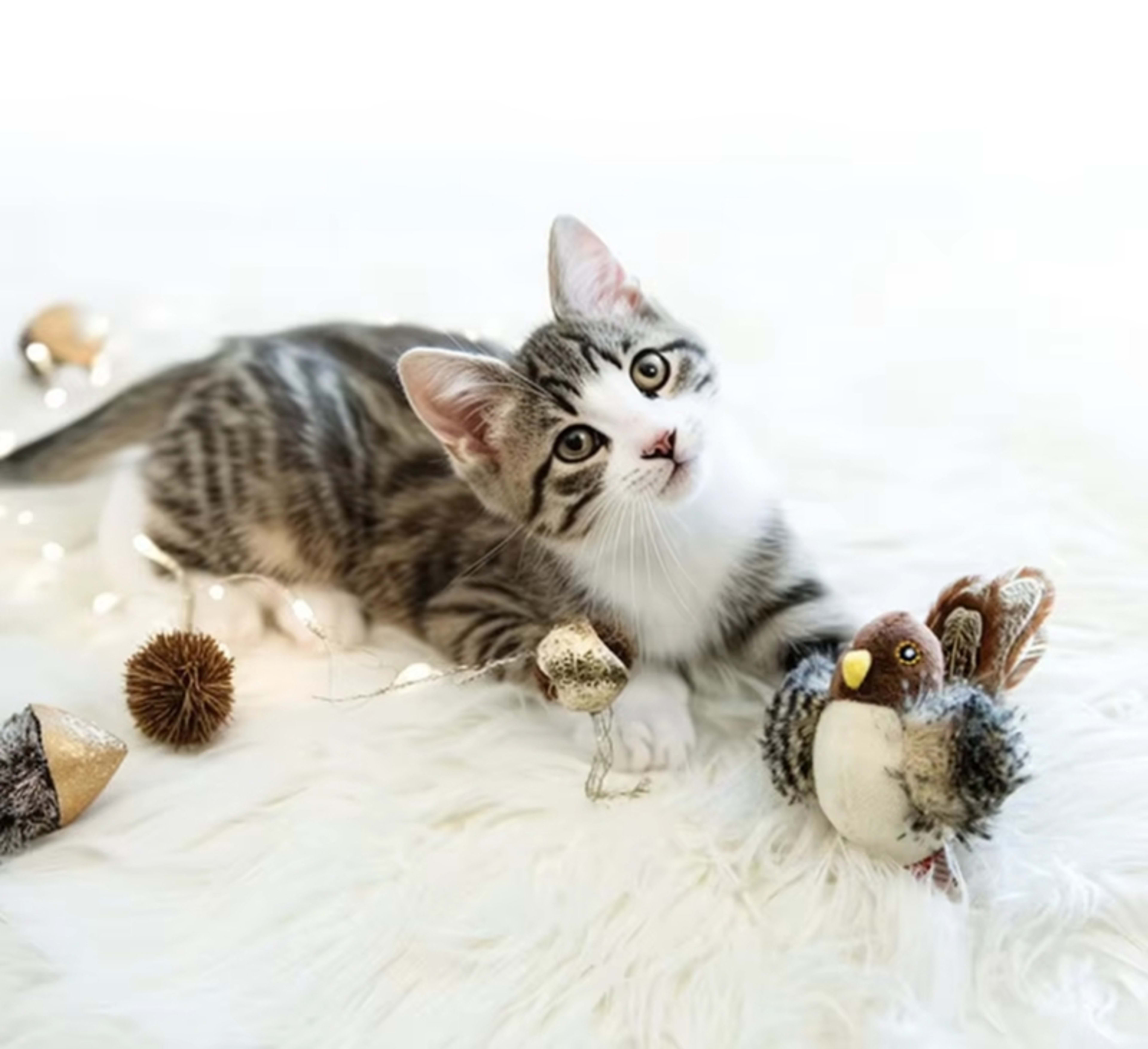 Interactive Cat Toys Electric Squeaky Simulation Bird Plush Cats Pets Teasing Toys With Feather Catnip Kitten Chirping B 9