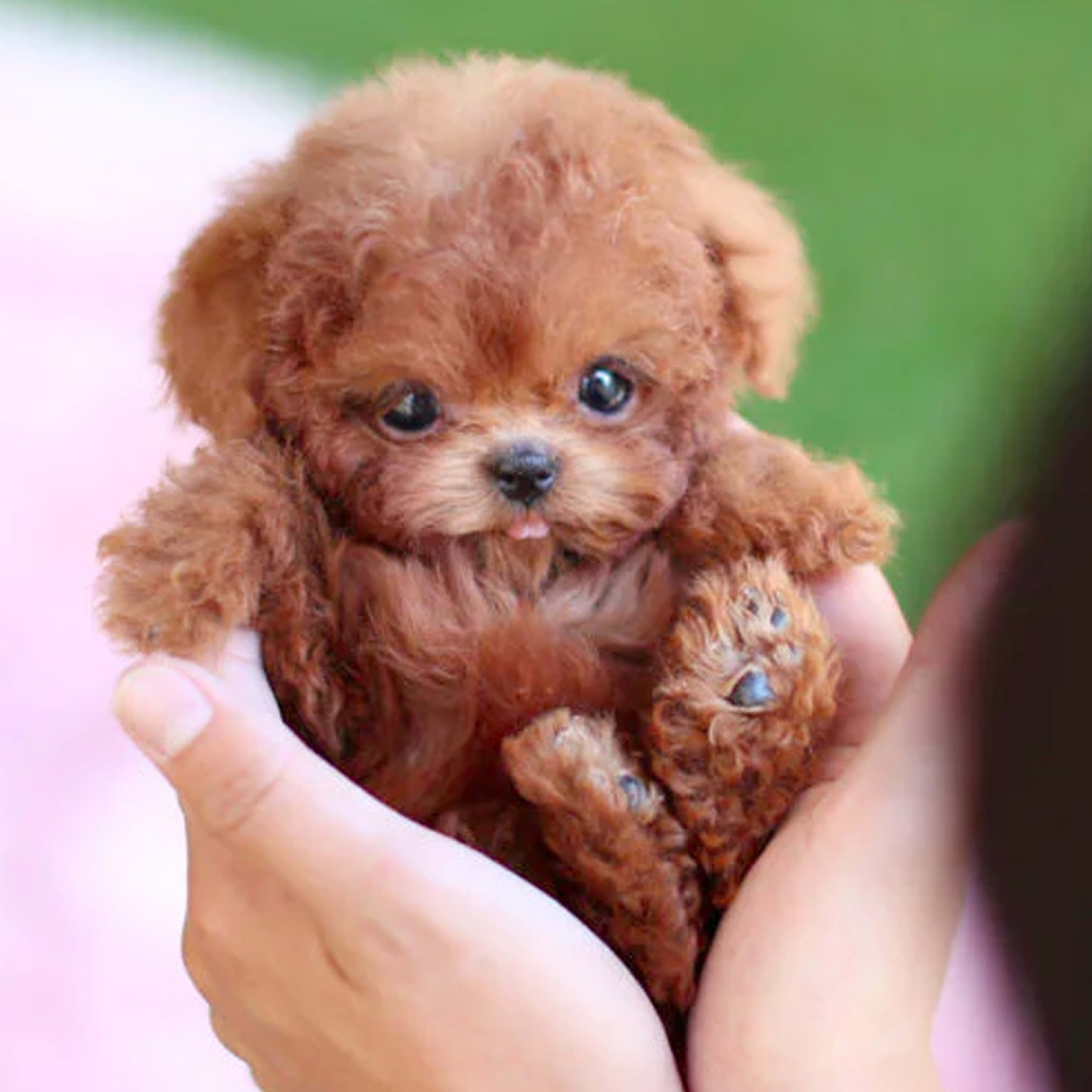 Robot Puppy Short Plush Doll 3