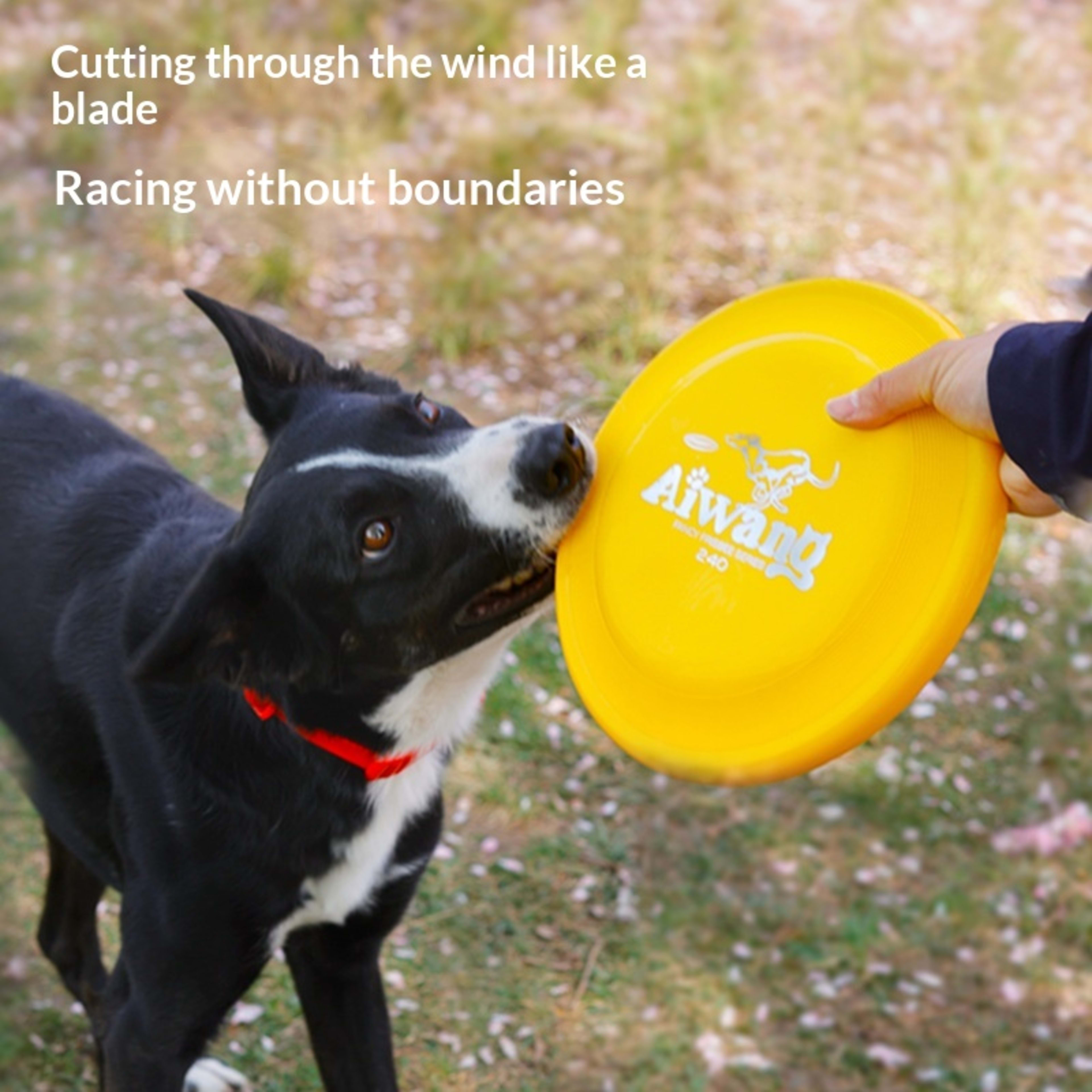 Dog Professional Training Toy For Canine Sports 10