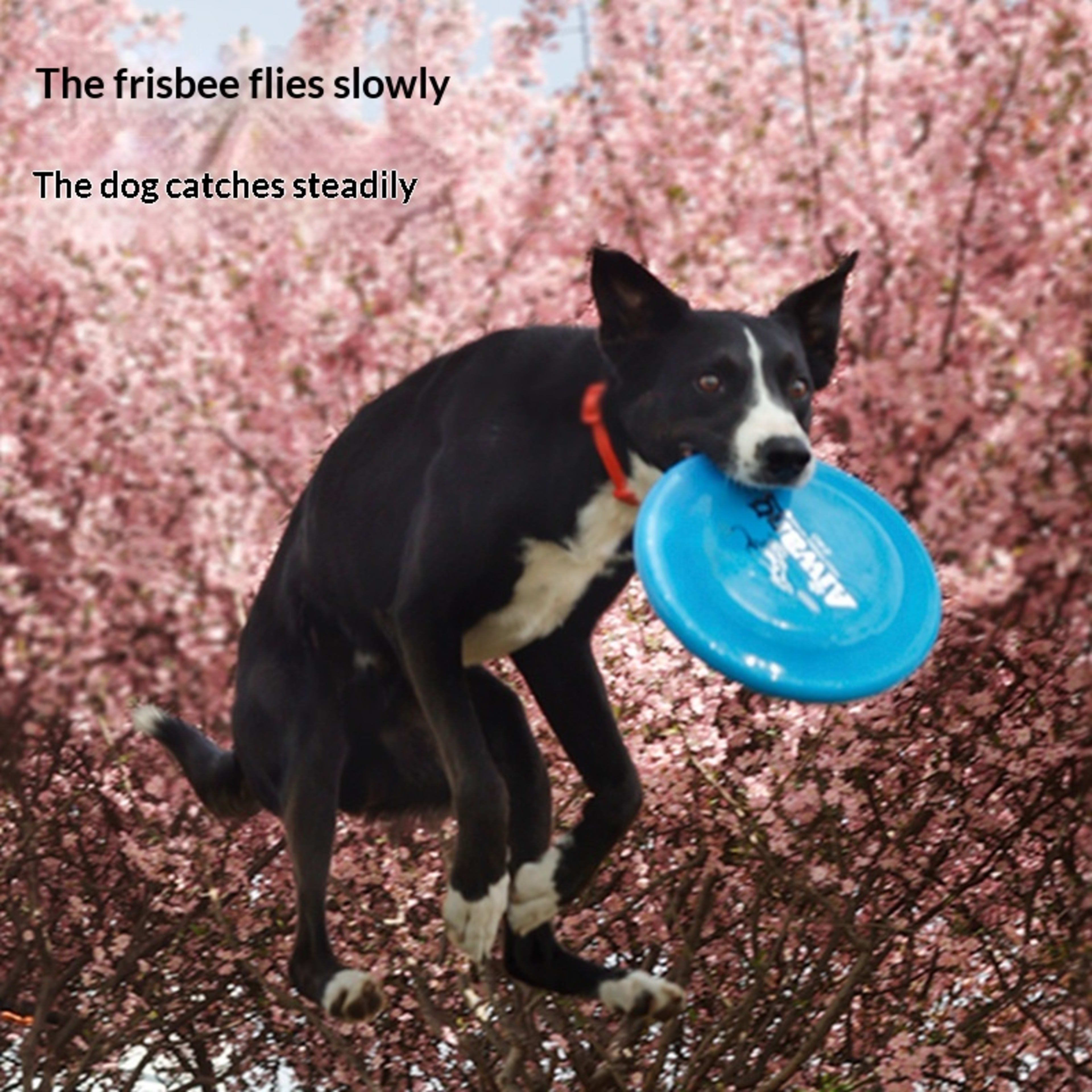 Dog Professional Training Toy For Canine Sports 6