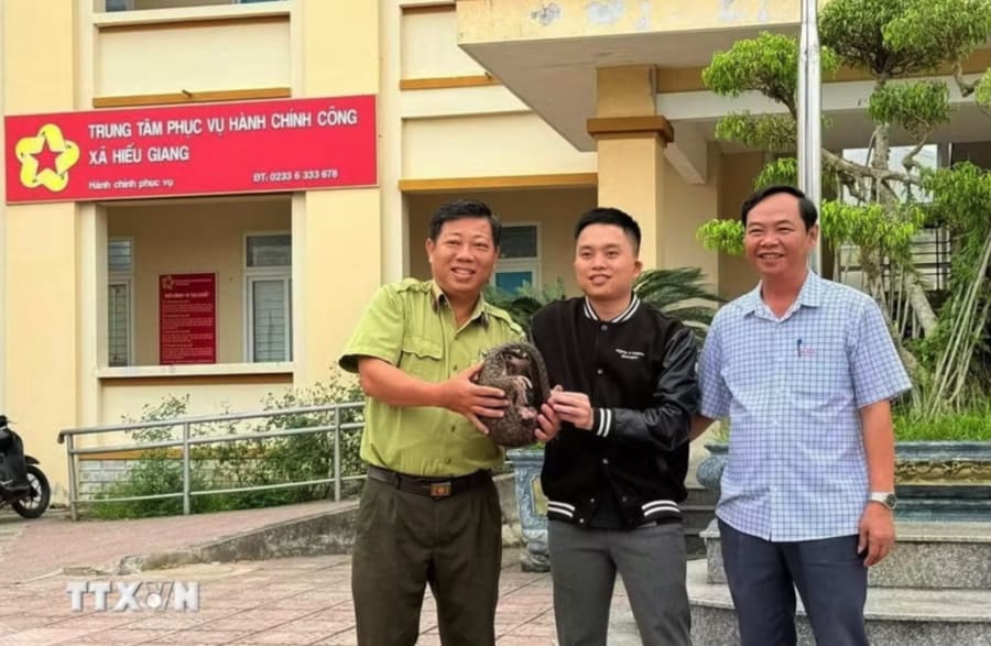 Cá thể tê tê có trọng lượng khoảng 3kg, thuộc nhóm IB, danh mục động vật rừng nguy cấp, quý, hiếm được người dân bàn giao. (Ảnh: TTXVN phát)
