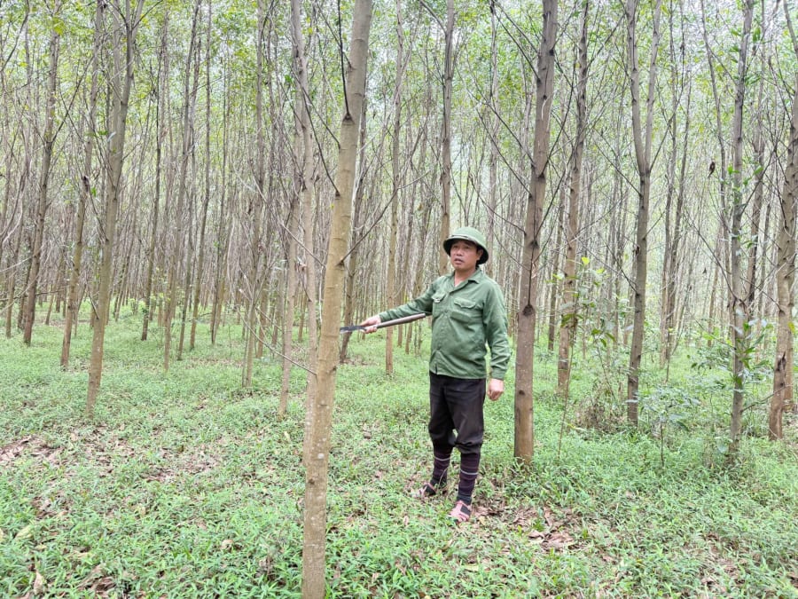 Theo phản ánh của người dân, khoảnh rừng này không bị thiệt hại nhưng vẫn được lập hồ sơ đề nghị hỗ trợ - Ảnh: B.T