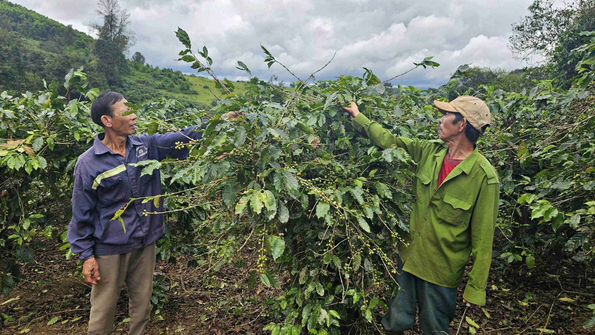 Những cành cà phê sai quả trong vườn của ông Dương Ngọc Tam bị hái trộm dù đang còn xanh - Ảnh: L.A