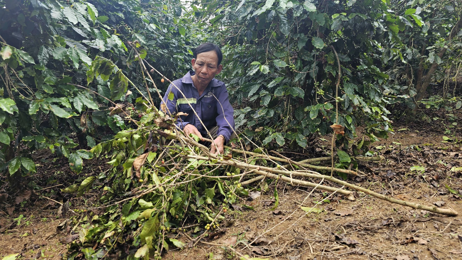 Không chỉ hái trộm quả, các đối tượng còn bẻ cả cành cà phê - Ảnh: L.A