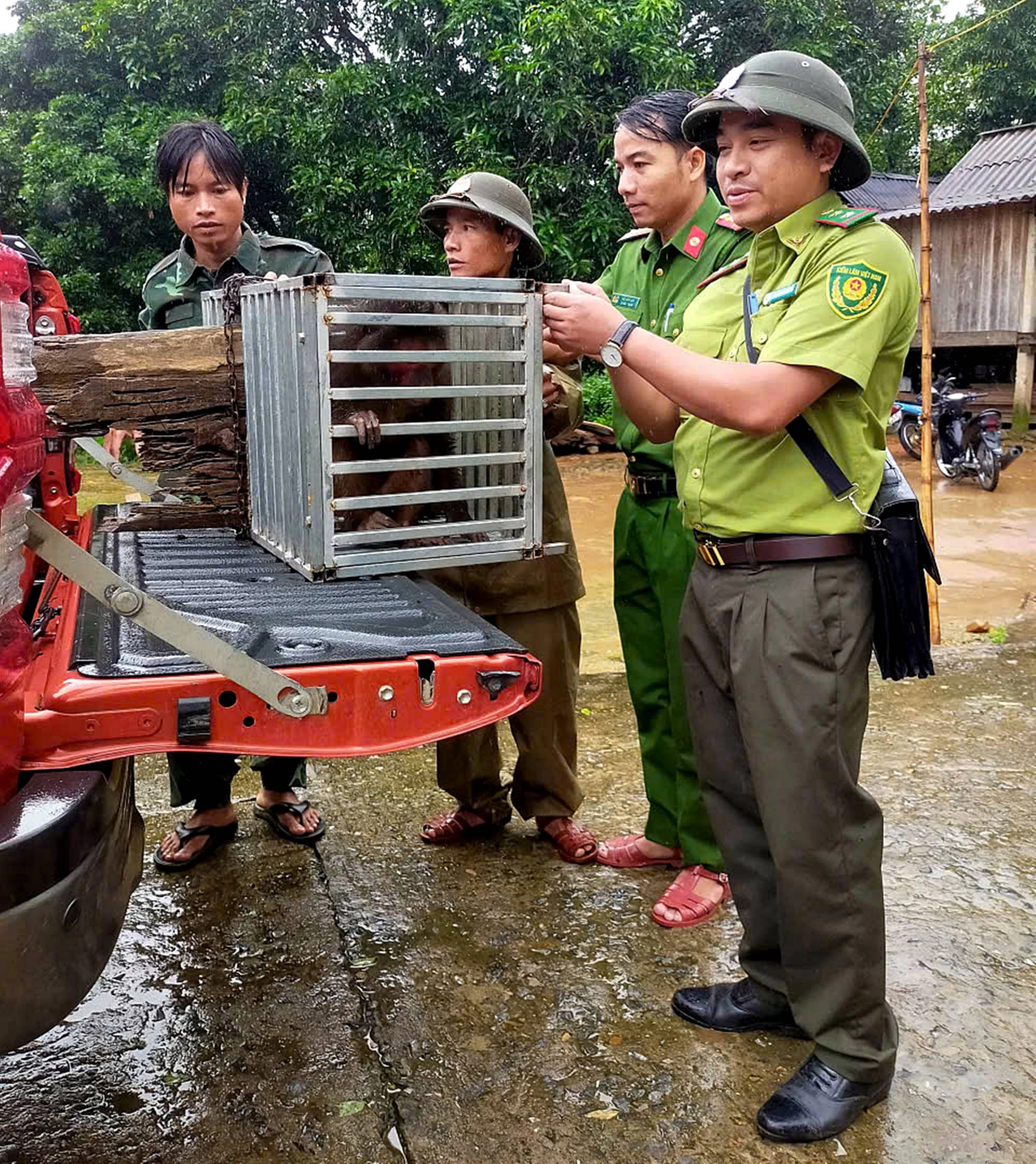 Lực lượng chức năng tiếp nhận 2 cá thể khỉ quý hiếm do ông Lê Văn Trung phát hiện, bàn giao - Ảnh: Hạt Kiểm lâm Đakrông cung cấp